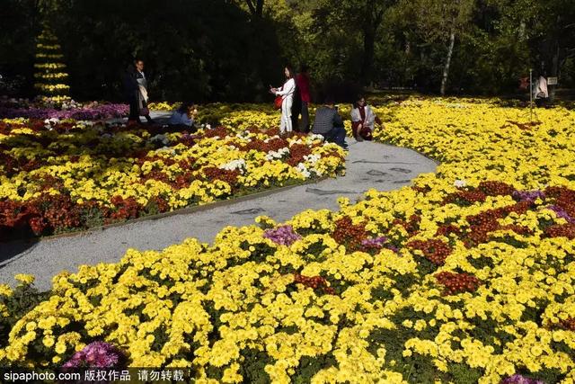 拉卡拉POS机免费办理：北京这个地方400000株鲜花绽放！美极了！